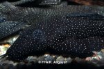 Ancistrus hoplogenys femelle - 